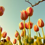 Tulip Era in the Ottoman Empire by Kivanc Nis